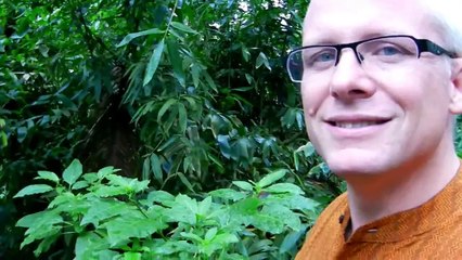 Bay leaf and Cinnamon tree in Indian Spice Plantation
