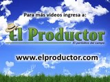 Graves Enfermedades en Porcinos | Periodico El productor.com