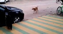 Dog dancing on music