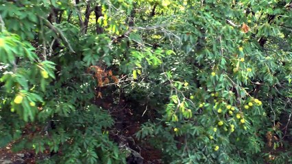 Italie : île d'Elbe