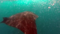 Whale Shark and Manta Rays