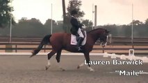 Parelli Natural Horse Training Students at Dressage & Western Horse Show Highlights