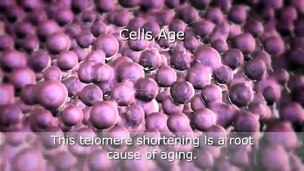 Telomeres & Telomerase Science