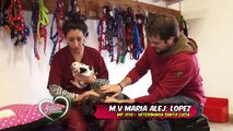Amores Perros y Otros Amores - Veterinaria Santa Lucía
