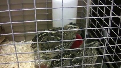 Raising Quail Update
