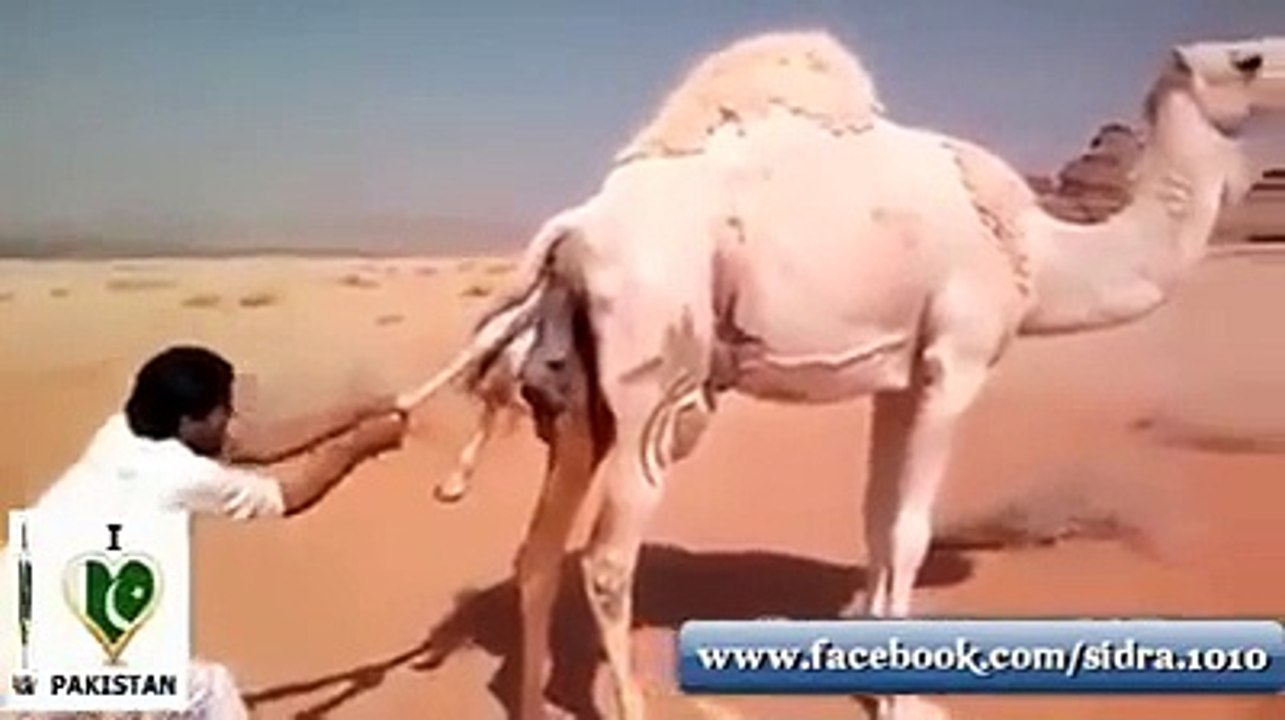 تپتے ھوے صحرا میں اونٹنی کا بچہ پیدا کرنے والا رحم دل انسان۔۔۔۔