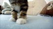 Kitten attacks GoPro Camera!