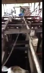 Angry Cow Gets Revenge On Ranch Hand