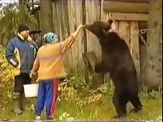 Why NOT To Hand Feed a Bear