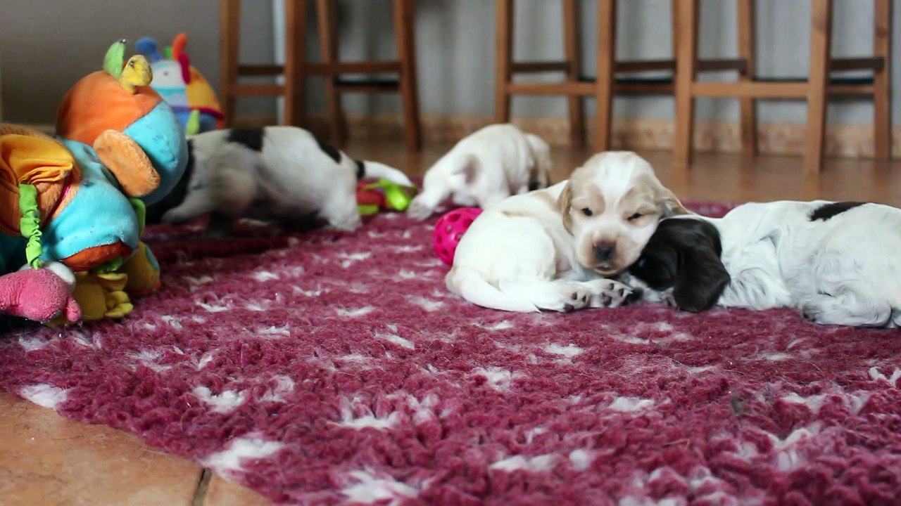 Portée Drogheda x Deedee, 3 semaines