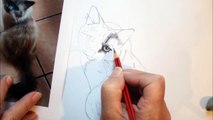 3D CAT .... Stunning Pet Portraits