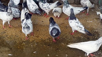 Pigeons my home setup gujranwala 2015-08-13 04.07.06