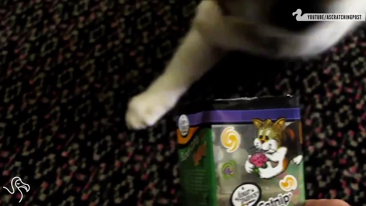 The 5 Stages of Catnip