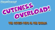 Cuteness Overload: Cutest Kittens Ever Seen on Video