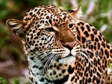 Save Amur Leopards