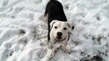 Pit Bull playing in snow (Part 2)