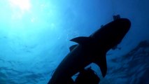 Shark Diving Tiger Sharks Open water feeding interactions