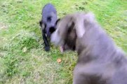 French Bulldog puppy vs Staffie play fighting