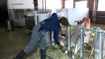Mensch/Tier-Beziehung im Kälber- und Rinderstall