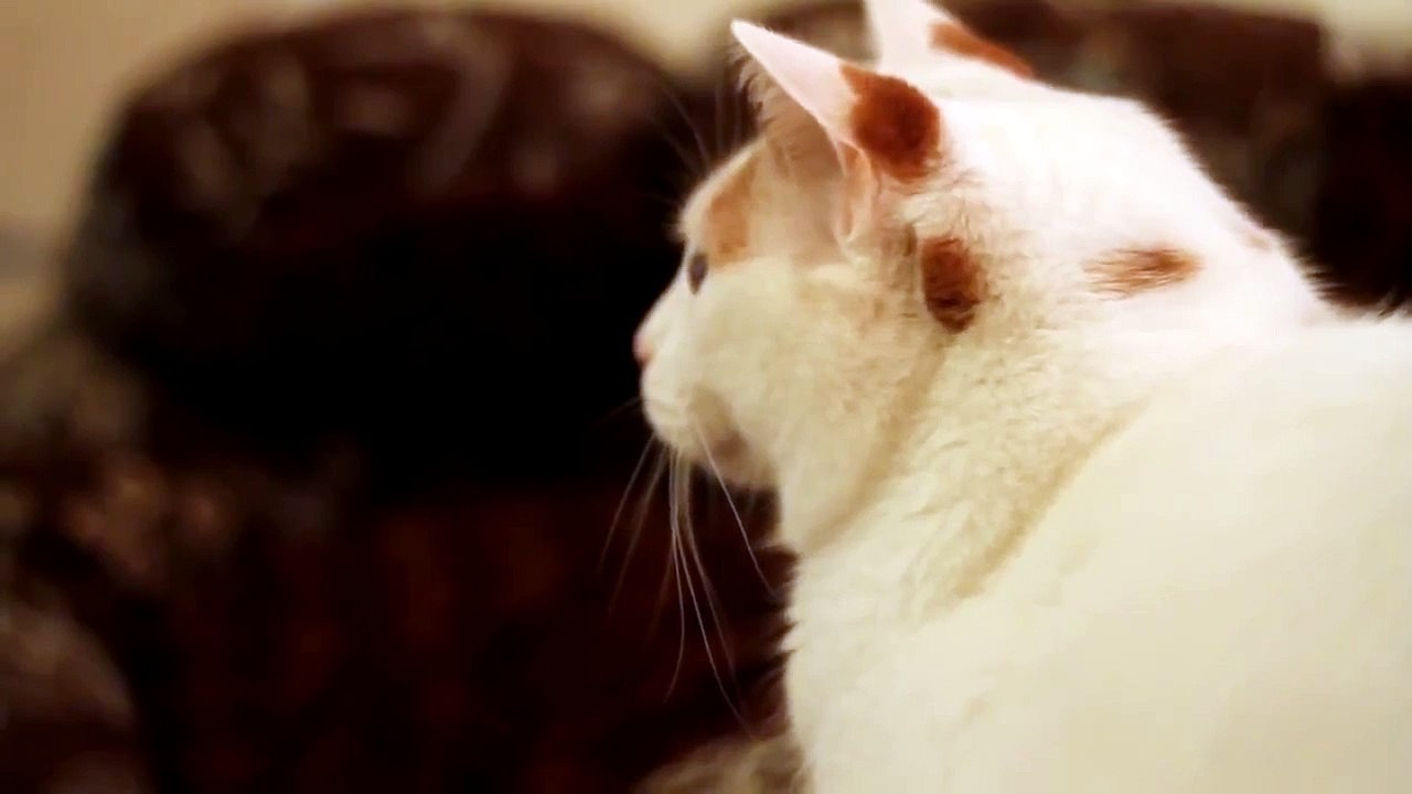 Animal Planet - animal planet full episodes - animals attack humans