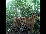 Camera Trap Video Compilation of Wild Sumatran Tigers