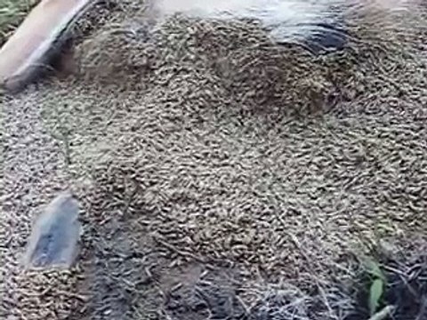 Mangoworms, maggots feast on deer corpse - mangoworms in animals | Mangoworms Extraction
