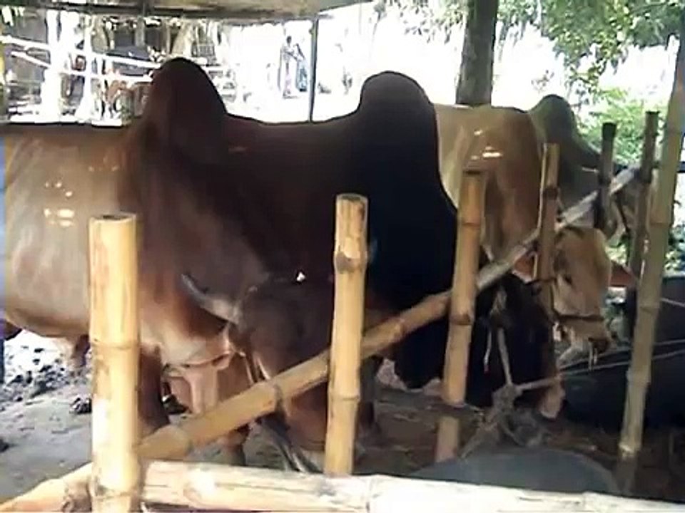 Cow Farming in Kushtia, Bangladesh - 3