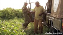 Amboseli Elephants - Speared Bull Treated