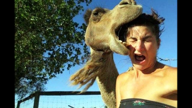 FUNNY ANIMAL ATTACK Animals Attacking Humans Compilation 2015