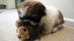 Gizmo the Shih Tzu with toy porcupine - Part 1