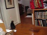 My cats chase the laser pointer (Part 2)