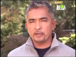 Cesar Millan-Familia Y perro HiperActivos : Funciona? (Stephen & Regina Risseeaw )