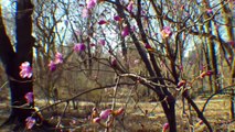 New York City - Central Park - a walk in the Park - gesehen von Thilo