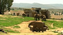 San Diego Zoo Kids - Elephants