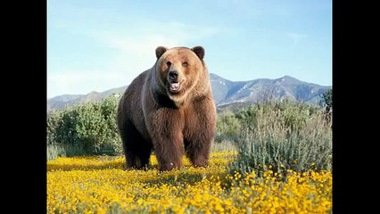 [Full HD] Sound of animals, Звук животных, zvuk zvířat, son d'animaux 2014 -