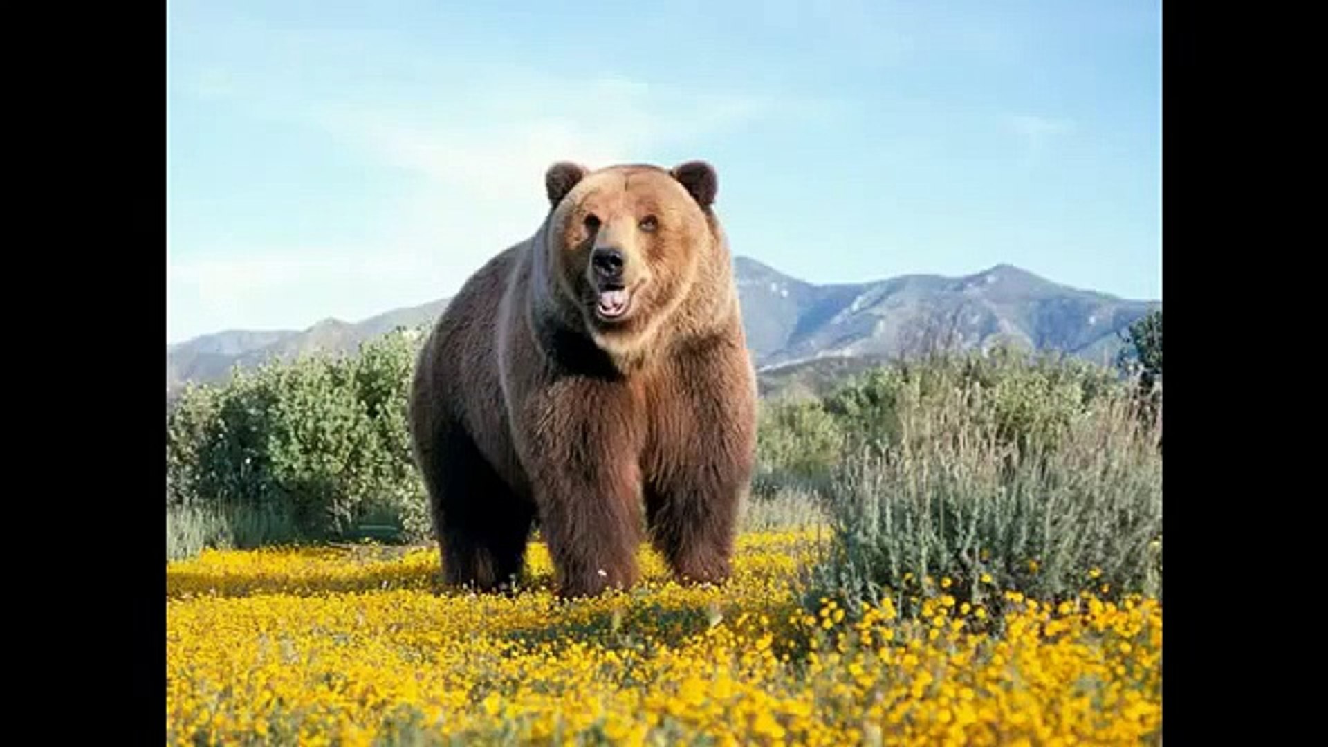 ⁣[Full HD] Sound of animals, Звук животных, zvuk zvířat, son d'animaux 2014 -