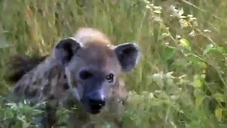 Hyena and Warthog fights for dead animal @ sanctuariesindia.com
