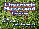Liverworts, Mosses, and Ferns