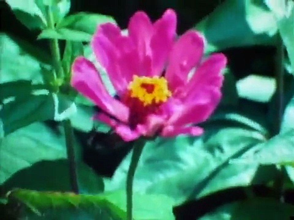 As I was moving ahead occasionally I saw brief glimpses of beauty