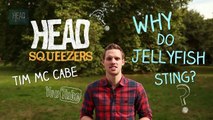 Why do jellyfish sting? | Greg Foot | Head Squeeze