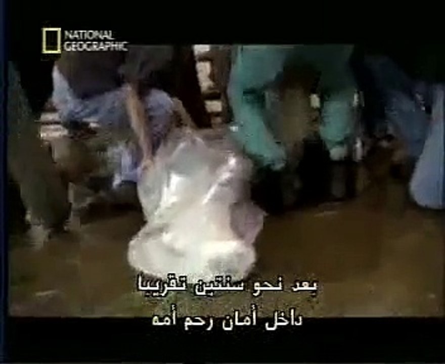 Amazing Video Of An Elephant Giving Birth