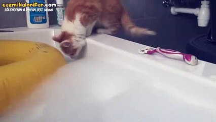 Şişme Simide Atlamak İsterken Küveti Boylayan Kedi