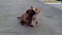Yavru Kedi İle Yavru Köpeğin Smack Down Kapışması