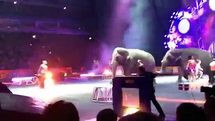 Ringling Bros. Built to Amaze FULL Elephant Act!