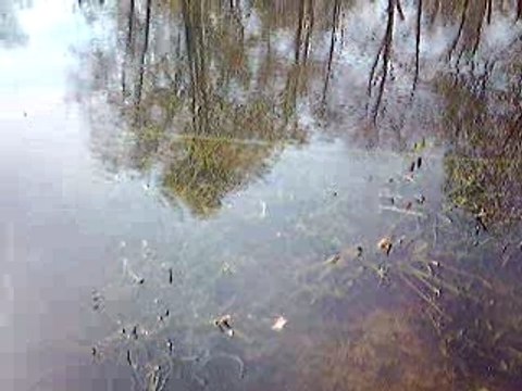 La marre au grenouilles