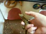 Taming Reptiles Part 2 : Lizards