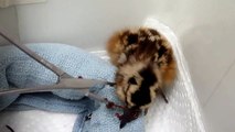 Baby American Woodcocks-Wild Bird Rehabilitation