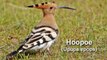 Hoopoe Bird Call BIRDSONG