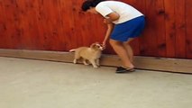 my border collie puppy, Figaro - dog dance tricks