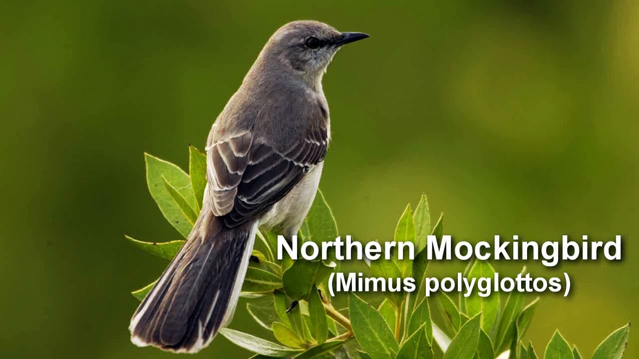 Mockingbird ~  Northern Mockingbird Bird Call BIRDSONG